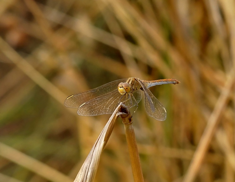 Sympetrum meridionale